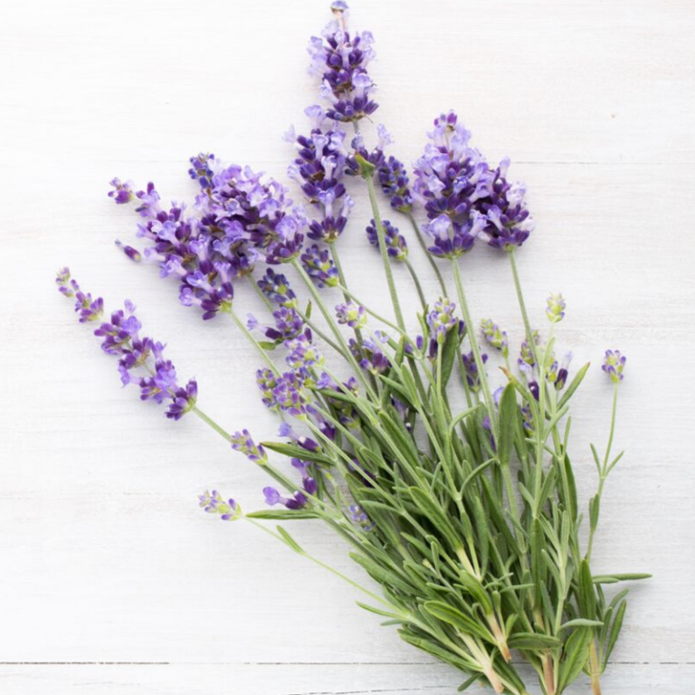 Natural Ingredient Lavender